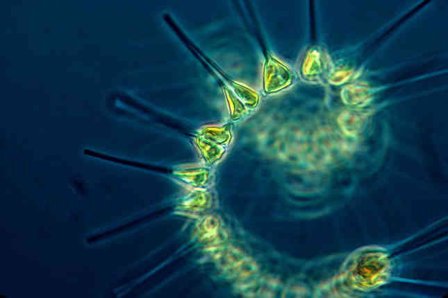 Marine-Phytoplankton